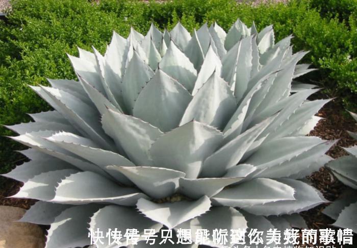 蓝精灵|10种最耐寒的多肉植物,零下了都不会死,新手就养它们吧