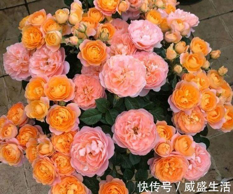 花勤|冬天也能养的漂亮花卉，沾点水就疯长，开花勤还爱爆盆