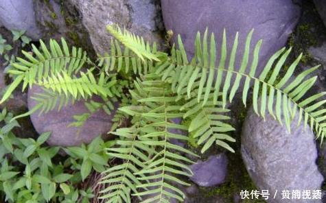 蜈蚣草|农村一神奇的“吸毒”野草，日常泡酒服用，祛风活血可治跌打损伤