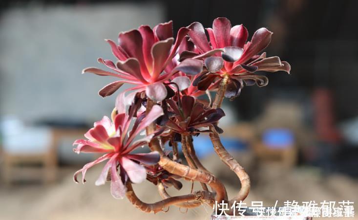 老桩|黑法师盆景培育技巧，只要做3步，采用“倒挂法”，变成盆景老桩