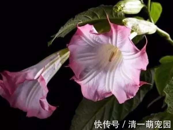 山茄子|传说起死回生的冥界之花是真的吗，冥界四种花，你见过几种？