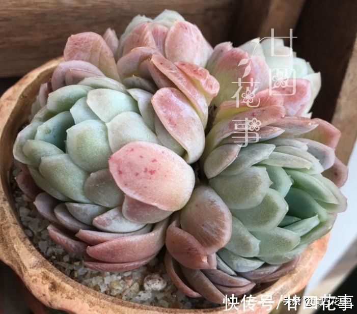 多肉植物|同样的多肉,别人家“美如花”,你的“徒成狗”?3招教你美回来