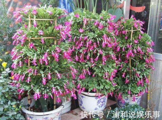 养殖蟹爪兰，做好4点，冬日开花叶子比花多