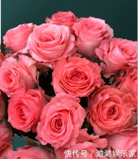 粉玫瑰戴安娜,梦幻感十足,让人无法抗拒的颜色