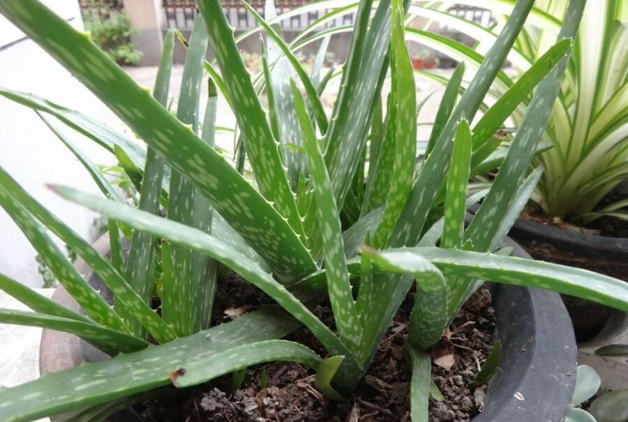 你家里有芦荟吗可惜知道的人并不多,快告诉家里人