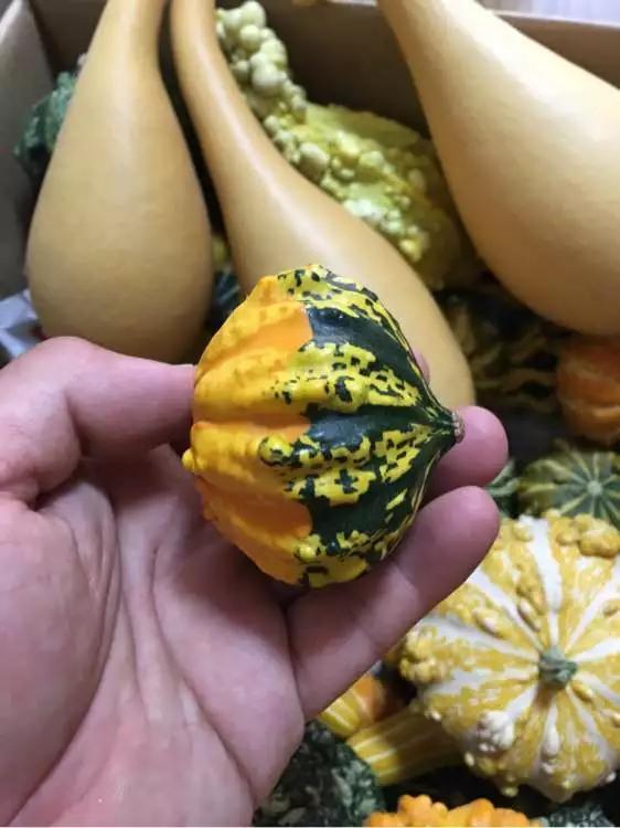 阳台种盆菜,比花还好看,结果还能吃,别提多美了