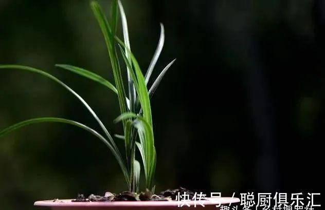 用草木灰养兰花，效果究竟怎样？用对的兰苗旺盛，用错就烂根腐苗