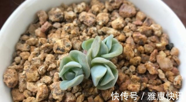 玫瑰|曾经贵到令人咋舌,且株型似玫瑰的可爱玫瑰多肉你现在还在养吗!