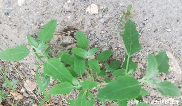 吃法|夏季挖野菜，送你64种野菜图片大全，教你认识不同的野菜和吃法！