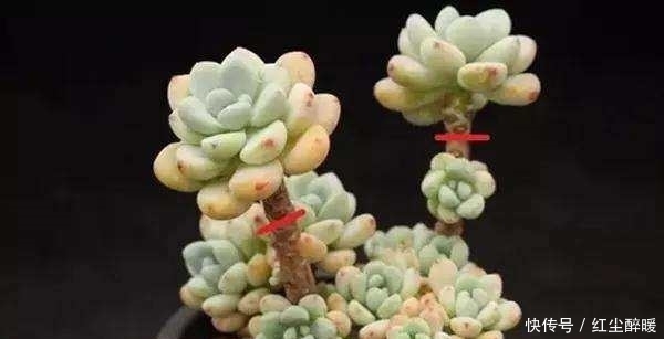多肉植物砍头后不知道怎么种?其实很简单一学就会