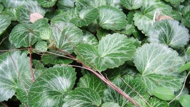 匍匐茎|隐藏在我们身边的美味:农村遍地都是的野菜!