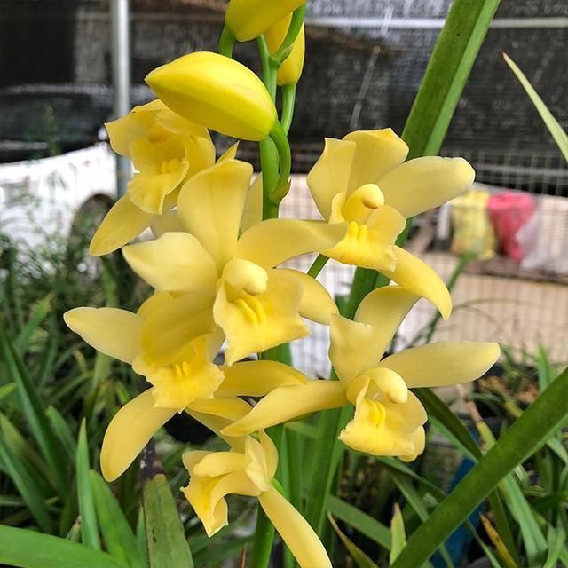 通体|比“绿萝”还好养的兰花,兰香持久,通体金黄,每年可以开花3次
