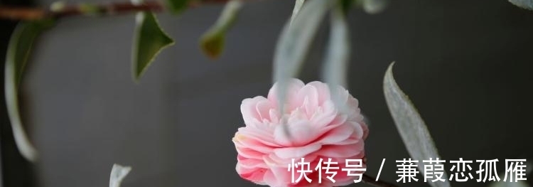 土壤|茶花有“三怕”，学会后不卷叶，开花多而艳