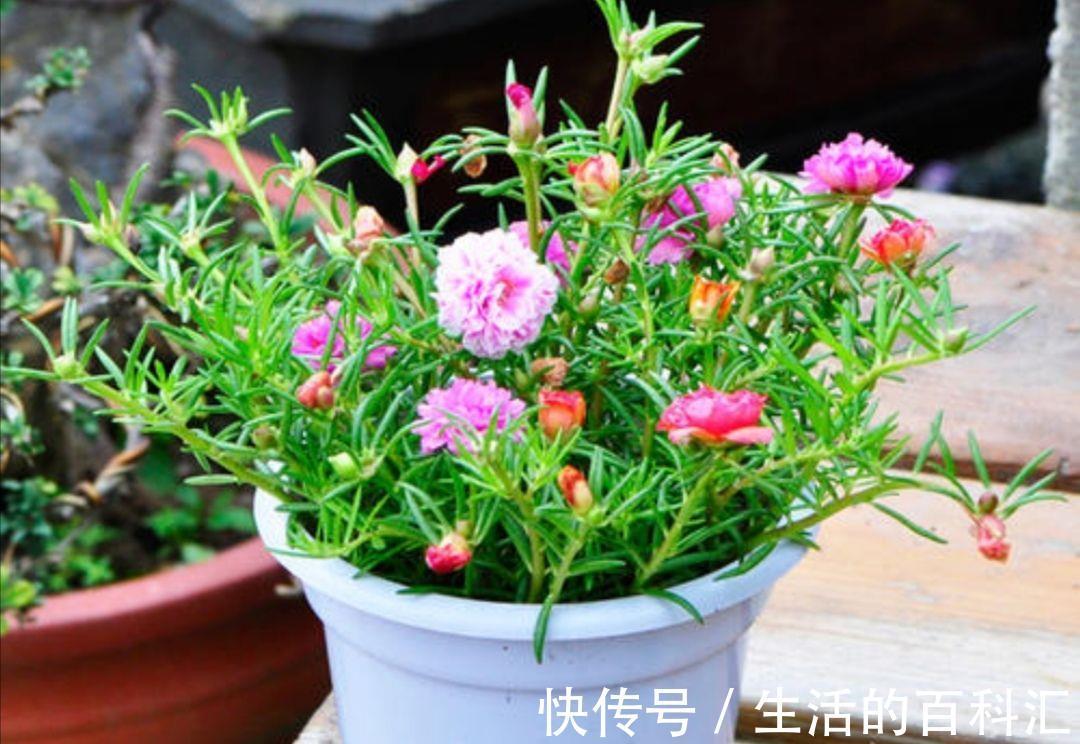 观赏性|养花细节决定成败:搞不定这3点,养一盆黄一盆