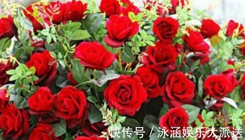 美到惊艳的“4种花”,婀娜多姿、香飘怡人,寓意美好,幸福满满