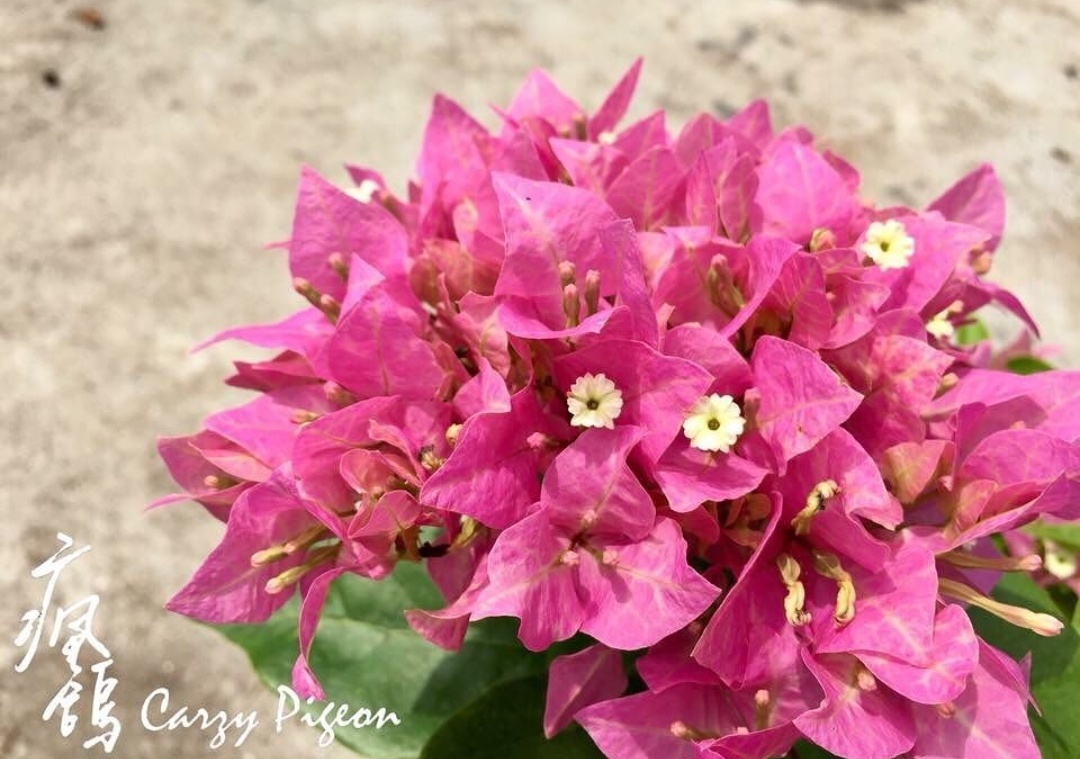 三角梅出现不开花,用1“小技巧”,开花多,天天有花赏!