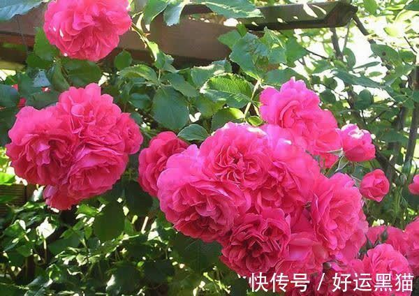 月季花|入秋养月季,首选这5种,耐热耐寒性都不错,关键抗性强,开花美