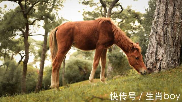 一段感情|虽然很念旧情，但不吃回头草，失望了就无法再挽回的星座