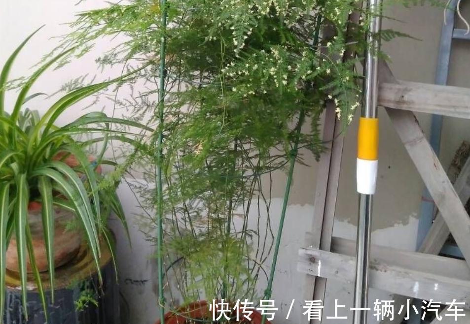 天冷养文竹,常做“3个小动作”,新芽咕咕冒不停,枝叶常青