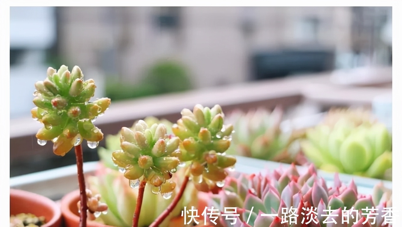 盆栽|怎样知道花卉要翻盆了？有5个表现就要注意，否则会严重影响生长