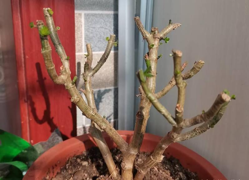 “欠修理”的花,不修不旺,剪剪花多,别舍不得