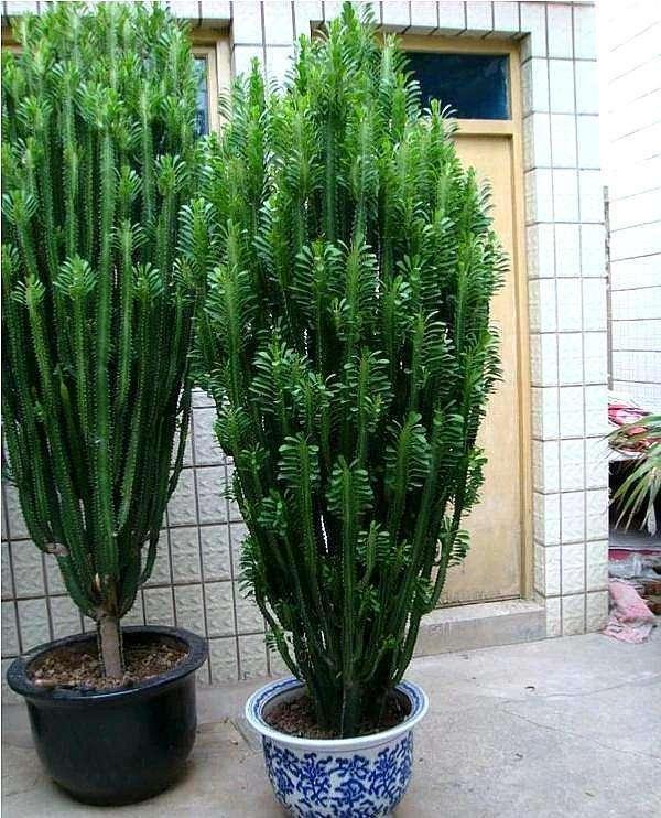 呼呼|常见的2种花,夏天多“切几刀”,才能呼呼冒“新芽”,翻倍的长