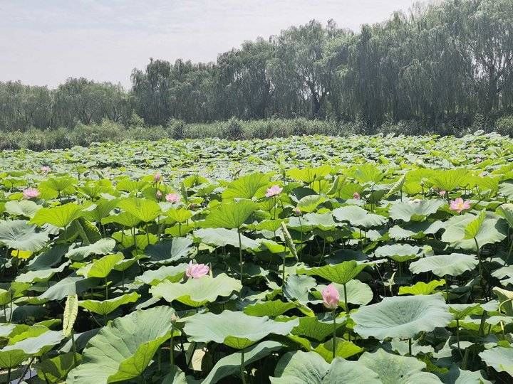 齐鲁晚报|快来打卡！大明湖的荷花已经盛开