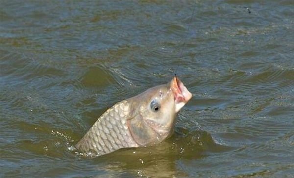 钓中大鱼后有3忌,把握不当则容易脱钩跑鱼,钓鱼人请记牢