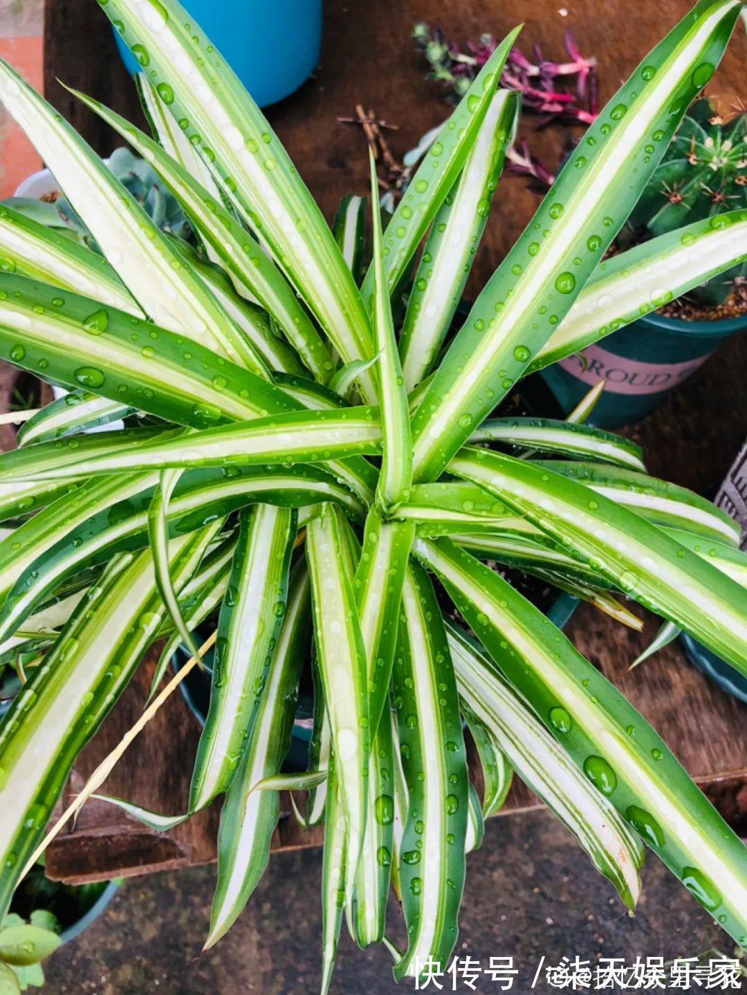 吊兰|绿萝、吊兰变异了这些品种,你未必都见过!