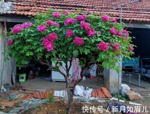 花卉|4种“富贵花”能活一百年,家里养一盆,留给下一代,越来越值钱