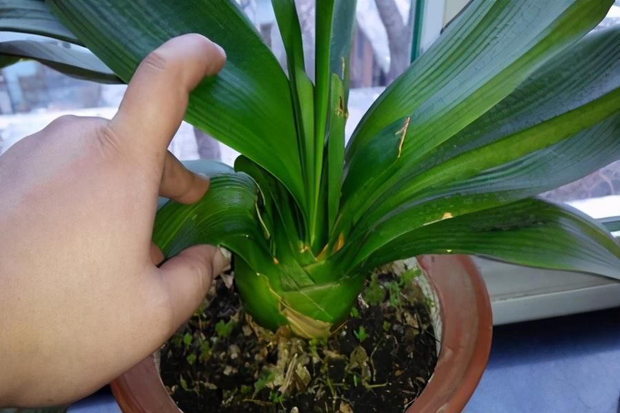 君子兰|君子兰捏着“硬邦邦”？不是“有喜”了，就是满盆“肉虫子”