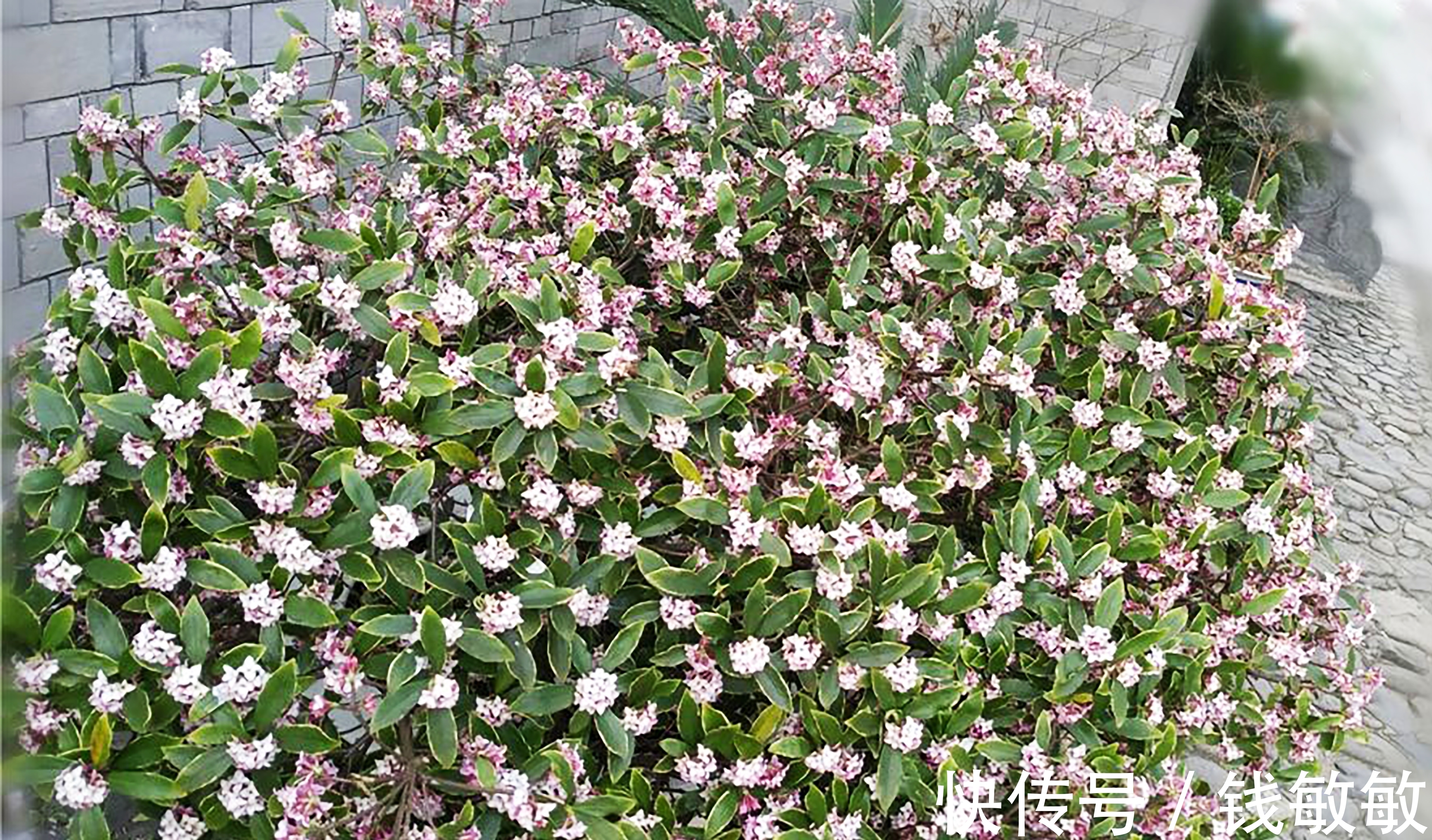 植物趣谈:花中祥瑞的瑞香