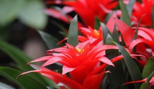 将这些植物养殖在卧室里面,让你一觉睡到大天亮!