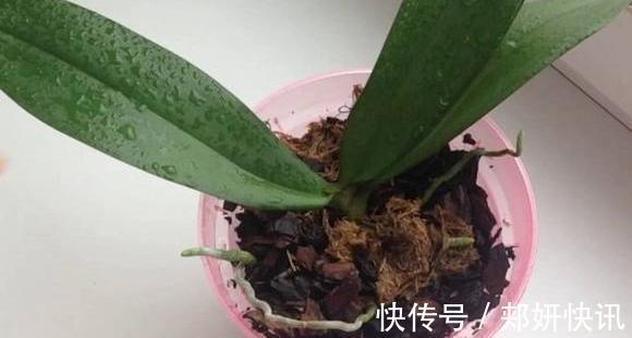 大蒜养花好处多，使用正确花草不生病虫害、黄叶情况少得多