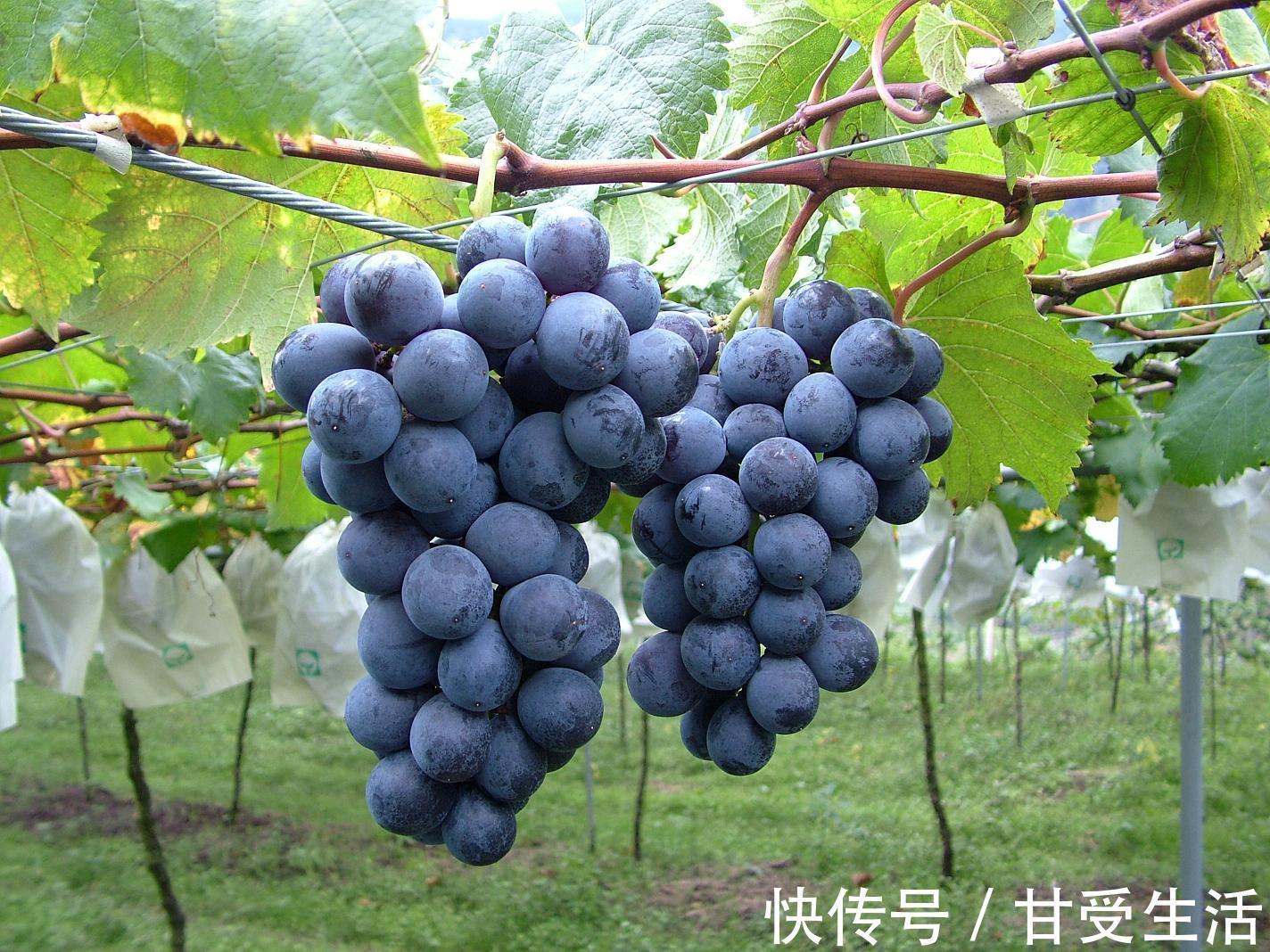 葡萄|口腔里出现的溃疡糜烂,吃3个水果就能帮到你!