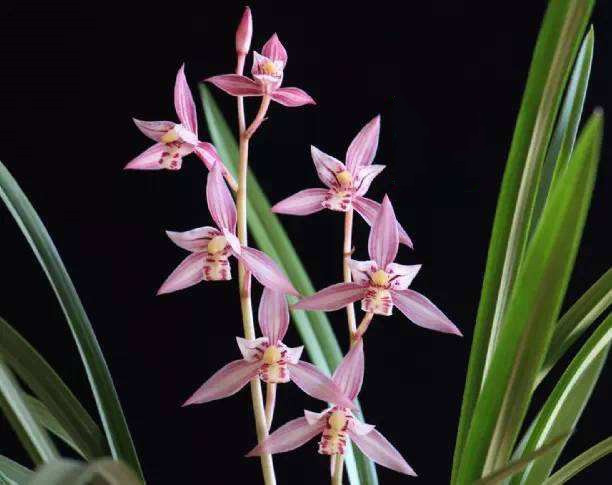 曾天价一苗的杂交兰,现普草价格,花香四溢,四季开花,值得入手