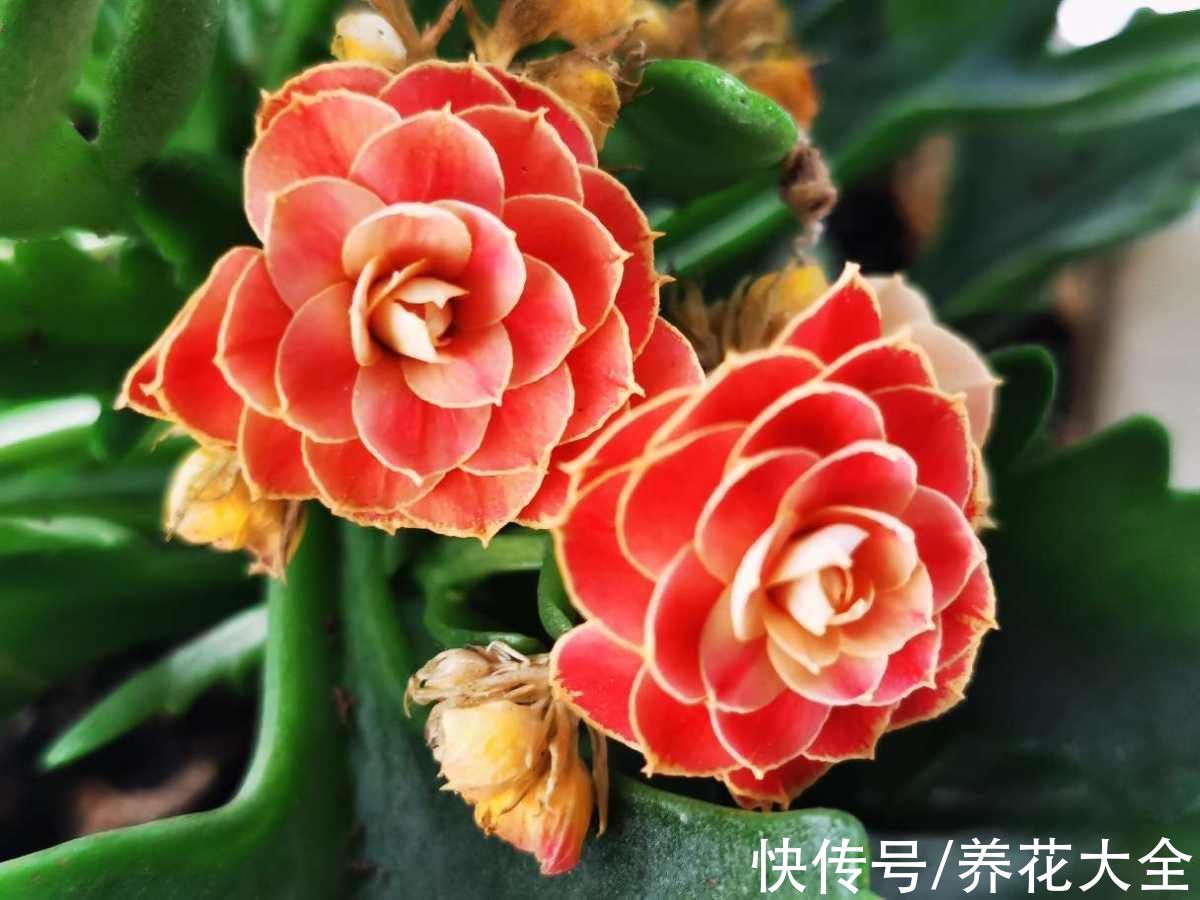 好兆头|家里养5种“旺宅花”，开花就有好兆头，大气漂亮贵气满满