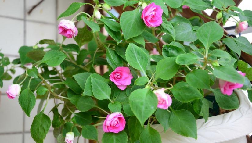 养花离不开肥料，园艺新人可这么自制，省钱又好使