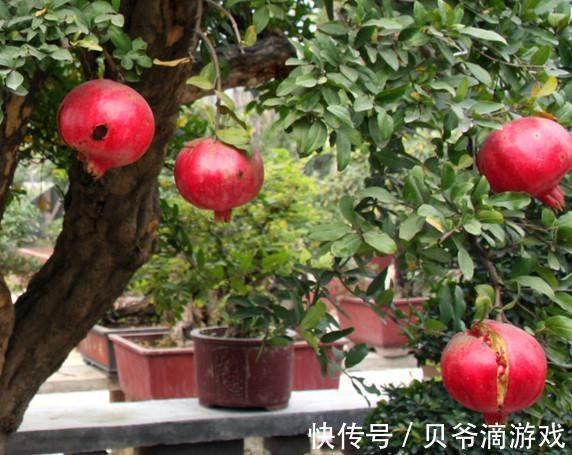 如何轻松快速的做好一盆石榴盆景,你只差这几步