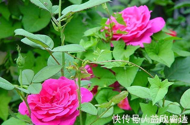 修剪|扦插月季只需做“2点”，生根快，易成活，长出新芽，直接开爆盆