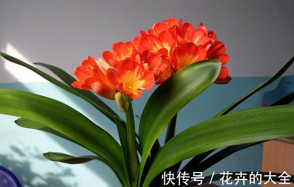 南非|新手不知道君子兰怎么样吗，先注意好几点就能入门了