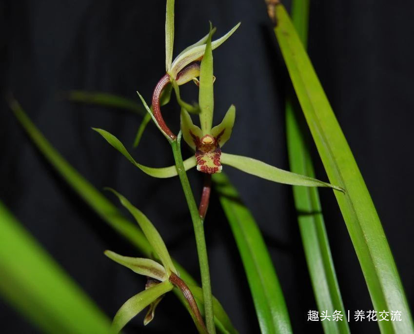 兰花|兰花五大家，春兰、蕙兰、建兰、墨兰和寒兰咋养，养护指南看这里