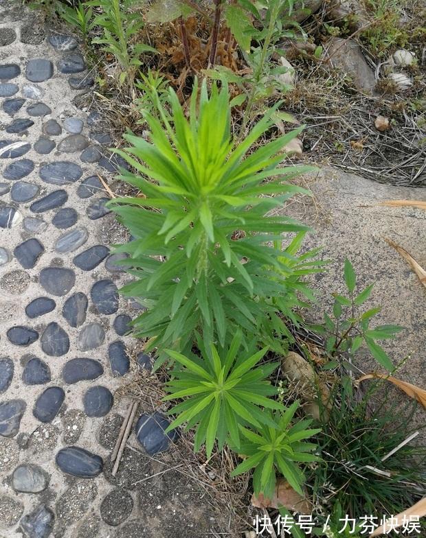 植物|此物名为“醉酒草”，是治疗肠胃“特效药”，路边就有，见了带走