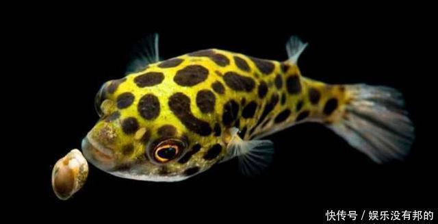 养鱼|粉丝男女比例失衡,为啥爱养鱼的居多为男性?女人讨厌观赏鱼吗?