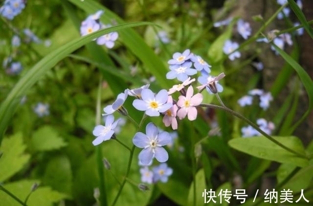 前缘|近几天，桃花盛开，人生开挂，再续前缘，两心交缠，余生不分离