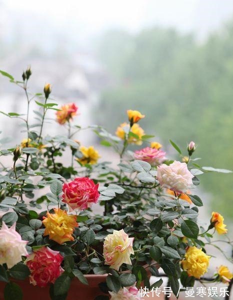 开花|“小花”不起眼这3种“开花劳模”,适当养护,开花停不下!