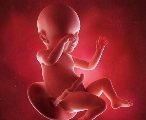 时间|关在子宫的十个月，胎宝宝每天都在干嘛