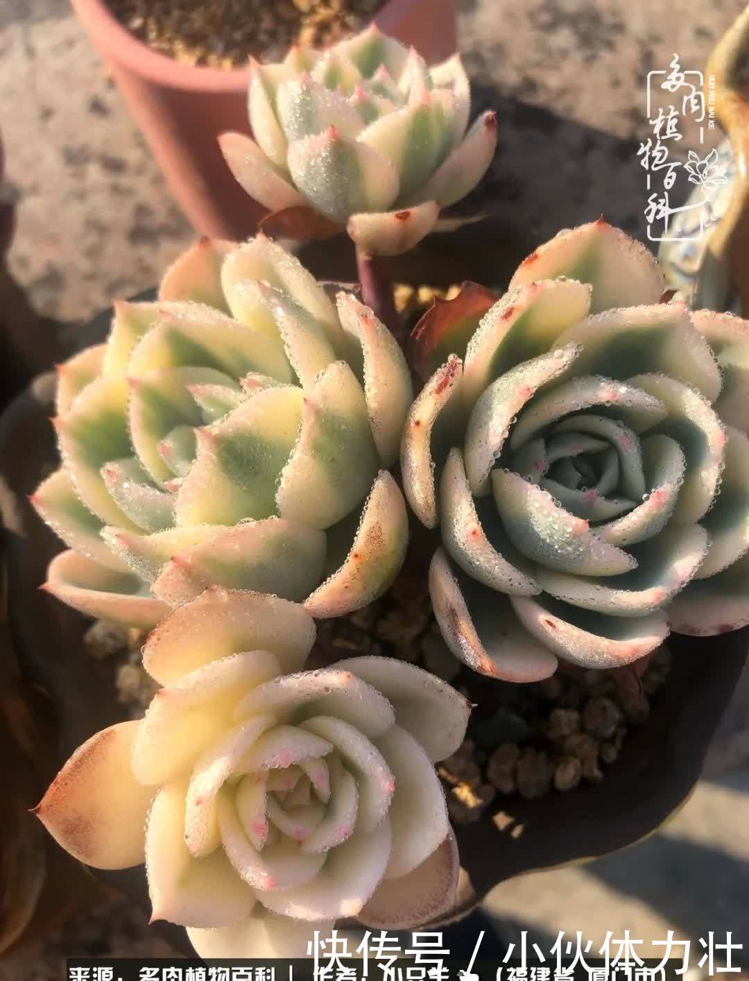 多肉,似星辰大海般的璀璨!