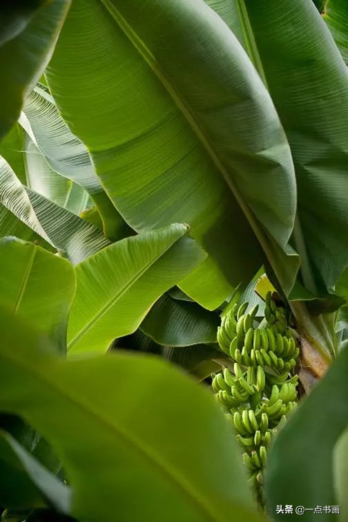 教程@图文教程——芭蕉画法