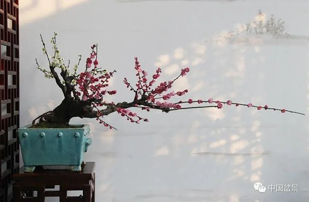 制作|盆景制作中的气、势、神、韵如何表现！静态和动态相结合是精髓